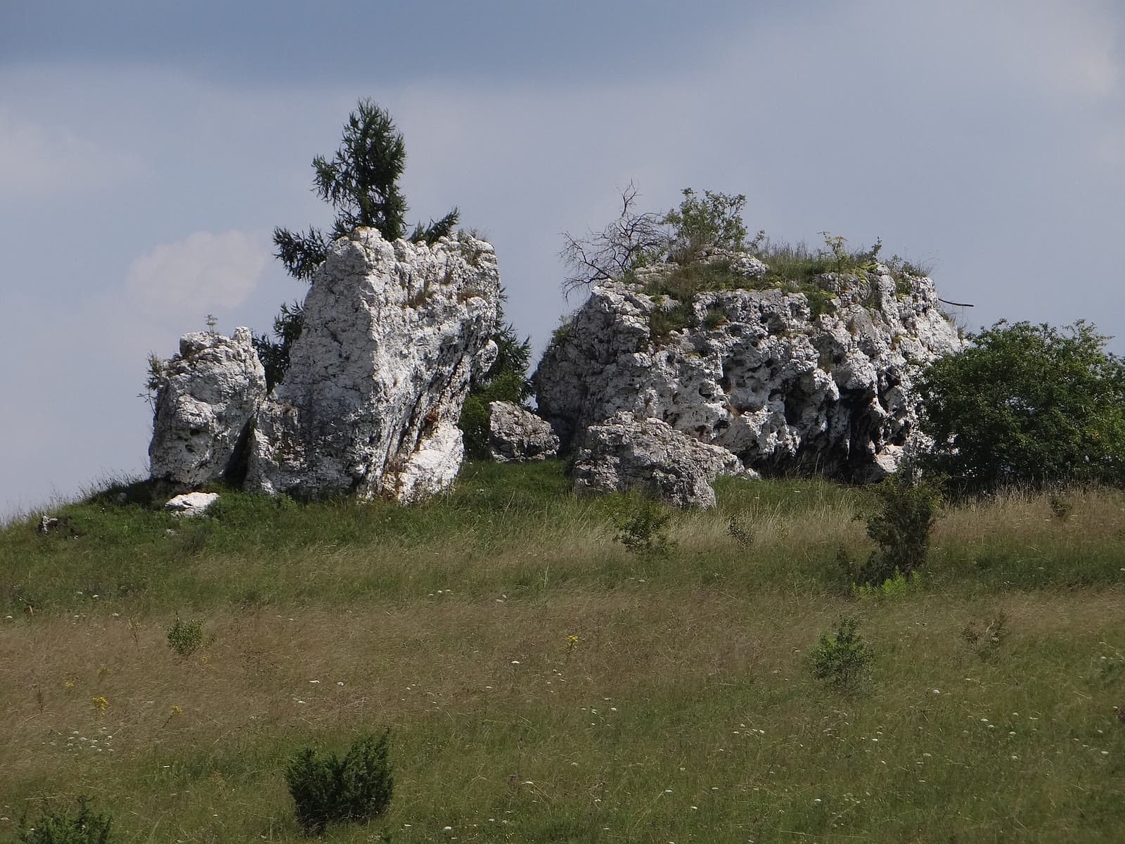 Białe wapienne ostańce wśród łąki i sosen – Skałki Przewodziszowickie w sąsiedztwie Czatachowej.