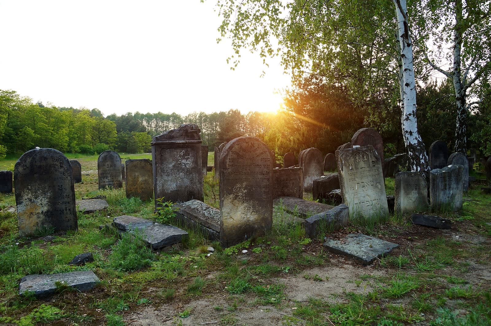 Stare kamienne macewy wśród trawy i brzóz na cmentarzu żydowskim w Żarkach, oświetlone promieniami zachodzącego słońca.